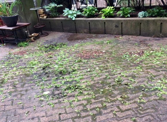 Got kids? The Roosevelt Island Senior Center needs eager weeders... Weeders needed...